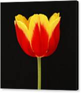 Single Red And Yellow Tulip On Black Canvas Print