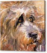 Sir Darby #1 Canvas Print