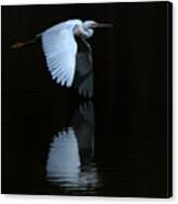 Snowy Egret Wing Reflection #1 Canvas Print