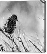 Snarky Sparrow, Black And White Canvas Print