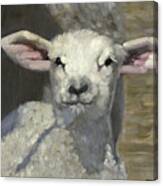 Spring Lamb #1 Canvas Print