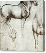 Study Of Horses #1 Canvas Print