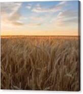 Summer Wheat #2 Canvas Print