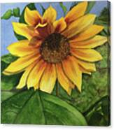 Sunflower #3 Canvas Print