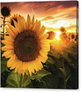 Sunflower #1 Canvas Print