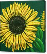 Sunflower #1 Canvas Print