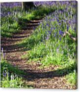 Norfolk, England Sunrise Path Through Bluebell Woods Canvas Print