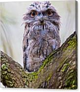 Tawny Frogmouth #1 Canvas Print
