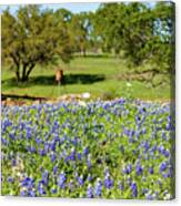 Texas Wildflowers Canvas Print