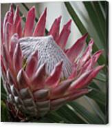 The King Of Proteas #1 Canvas Print