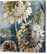 Three Sunflowers #1 Canvas Print