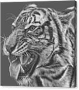 Tiger Teeth #1 Canvas Print