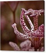 Toad Lily No. 2 #2 Canvas Print