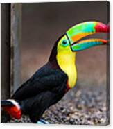 Toucan #1 Canvas Print