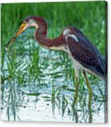 Tricolored Heron With Fish #1 Canvas Print
