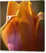 Tulip #1 Canvas Print