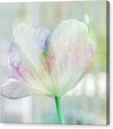 Tulip Pastels Canvas Print