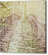 Vineyard In Autumn With Vintage Film Style Filter #1 Canvas Print