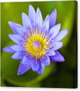 Water Lily #2 Canvas Print