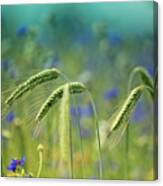 Wheat And Corn Flowers Canvas Print