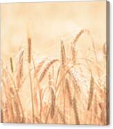 Wheat Field #1 Canvas Print
