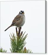 White Crowned Sparrow #1 Canvas Print
