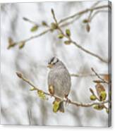 White-crowned Sparrow #1 Canvas Print