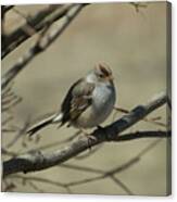 White-crowned Sparrow Canvas Print
