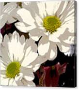 White Daisies #1 Canvas Print