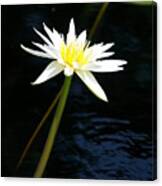 White Lotus Waterlily #1 Canvas Print
