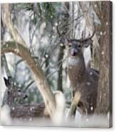 White Tail Bucks In The Woods Canvas Print