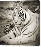 White Tiger #1 Canvas Print