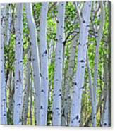 White Wilderness Panorama Canvas Print