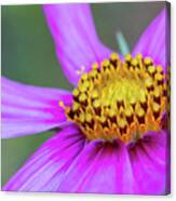 Wild Purple Daisy #1 Canvas Print