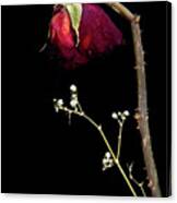 Wilted Dry Red Rose Flower Canvas Print