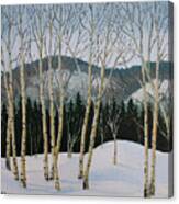 Winter Poplars #1 Canvas Print