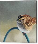 Winter Sparrow #1 Canvas Print