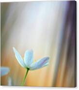 Wood Anemone Abstract #1 Canvas Print