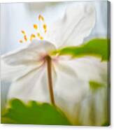 Wood Anemone Spring Wild Flower Abstract #1 Canvas Print