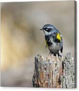Yellow Rumped Warbler #1 Canvas Print