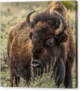 Yellowstone National Park Bison #1 Canvas Print