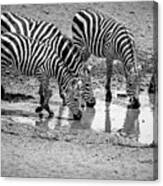 Zebras At The Watering Hole #1 Canvas Print