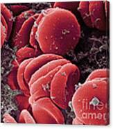 Human Red Blood Cells, Sem #10 Canvas Print