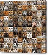 100 Cat Faces Canvas Print