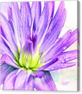 10889 Purple Lily Canvas Print