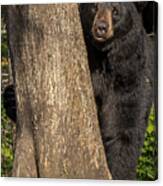 Black Bear   #11 Canvas Print