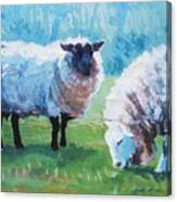 Sheep #11 Canvas Print
