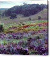 New Forest - England #124 Canvas Print