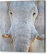 African Elephant Loxodonta Africana #13 Canvas Print