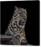 Amur Leopard #13 Canvas Print